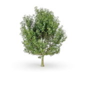 Nature Acer Saccharum Tree