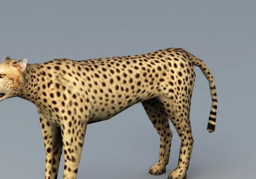 Cheetah Rigged