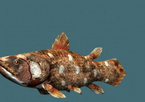 Actinistia Sea Fish