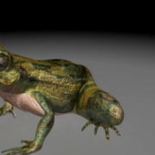 Realistic Adult Frog