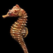 Adult Seahorse Animal