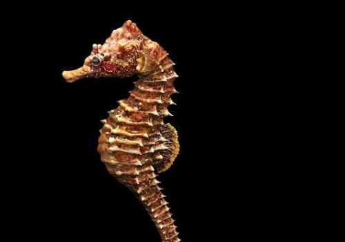 Adult Seahorse Animal