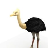 Adult Ostrich Animal Animals