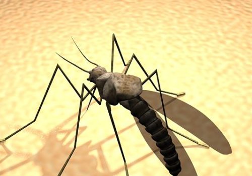 Black Adult Mosquito Animals