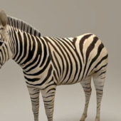 Zebra African | Animals
