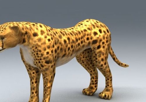 African Cheetah Animal