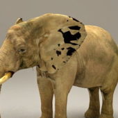 Realistic African Elephant Animals