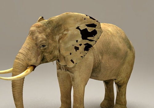 Realistic African Elephant Animals