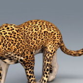 Wild Animal African Leopard