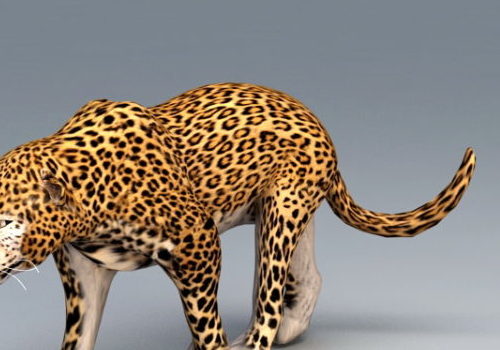 Wild Animal African Leopard