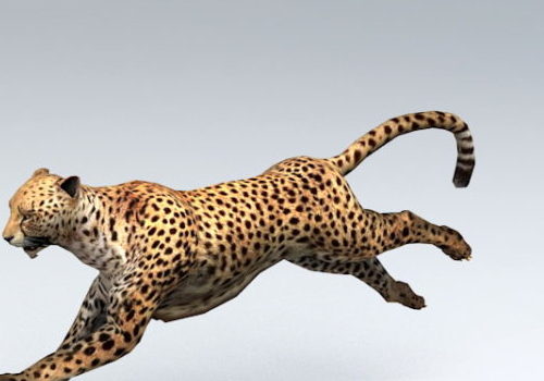 African Leopard Animated Rigged Character