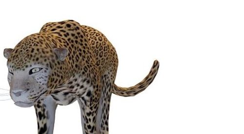African Leopard Animals