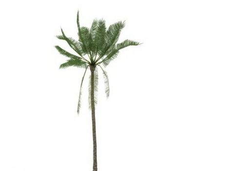 African Oil Palm Green Tree