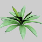 Garden Agave Century Plant