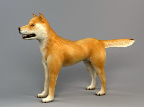 Animal Akita Dog