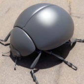 Alder Leaf Beetle Animal