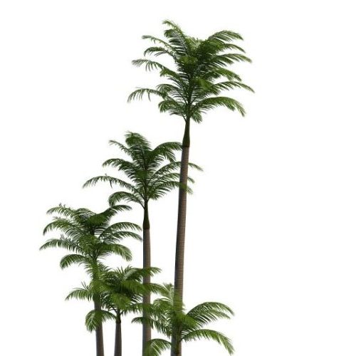 Alexander Palm Green Tree
