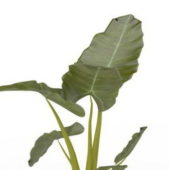 Alocasia Macrorrhizos Plant