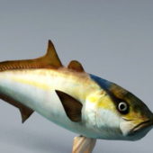 Amberjack Fish Animal Animation