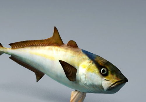 Amberjack Fish Animal Animation