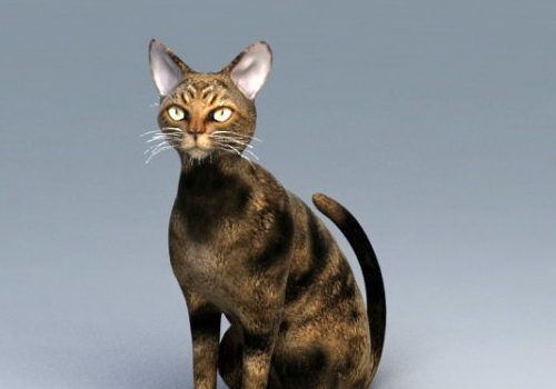 Shorthair Cat Animal