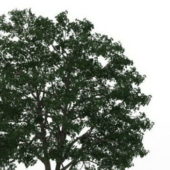 American Basswood Green Tree