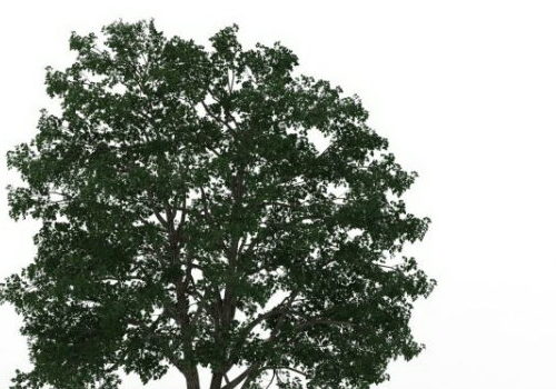 American Basswood Green Tree