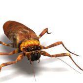Cockroach Insect, Insect Animal Animals