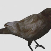 Crow Bird Animals