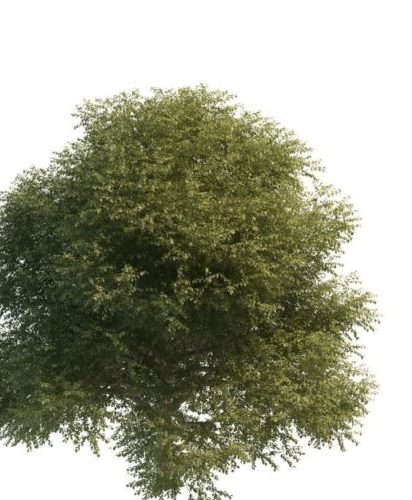 American Green Elm Tree