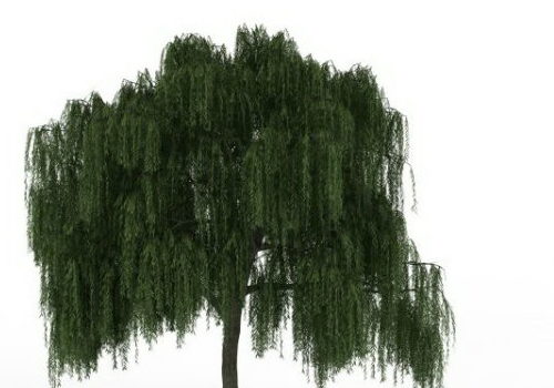 American Willow Green Tree