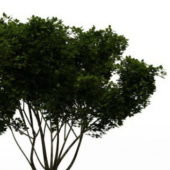 Nature Plant American Yew Tree