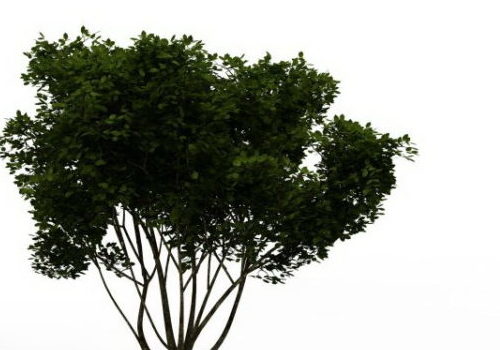 Nature Plant American Yew Tree