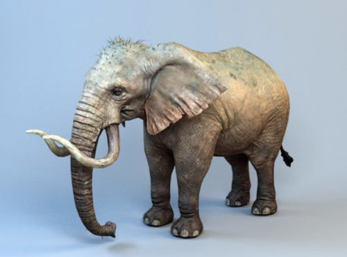 Animal Mammoth Elephant