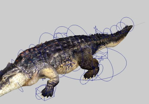 Animated Alligator Animal Rigged