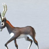 Animated Antelope | Animals