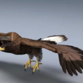 Animated Animal Bald Eagle Rigged