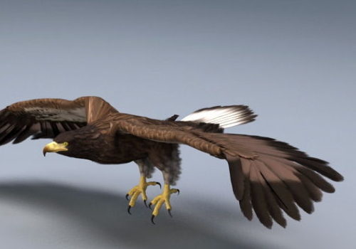 Animated Animal Bald Eagle Rigged Free 3D Model - .Fbx, .Max -  123Free3DModels