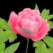 Animated Blooming Peony Flower