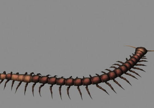 Animated Centipede Animal