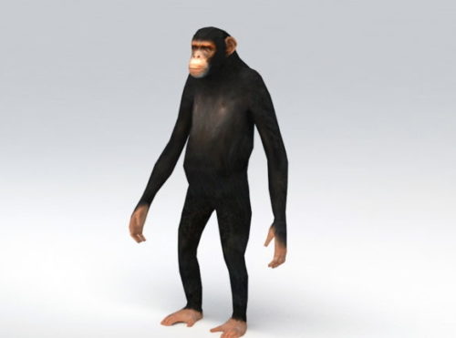Chimpanzee Animal Rigged Animated
