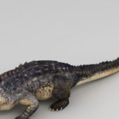 Realistic Animated Crocodile