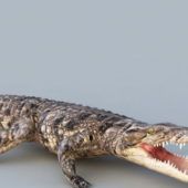Angry Crocodile Rigged Animated