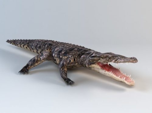 Animal Africa Crocodile