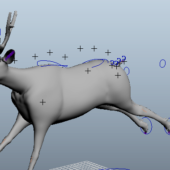 Animal Animated Deer