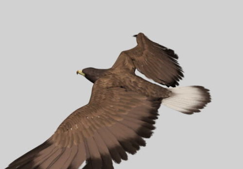 Animated Eagle Animal