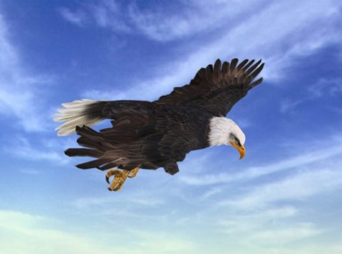 Animal Animated Eagle Attack