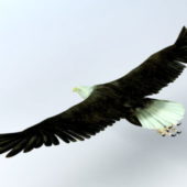 Animal Eagle Rig