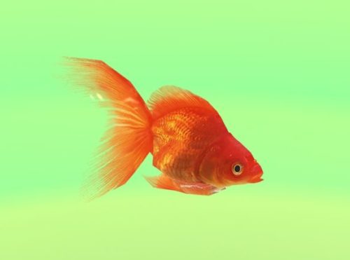 Animated Goldfish Animal
