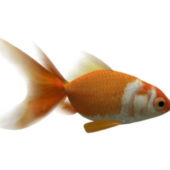 Water Goldfish Rigged Animated